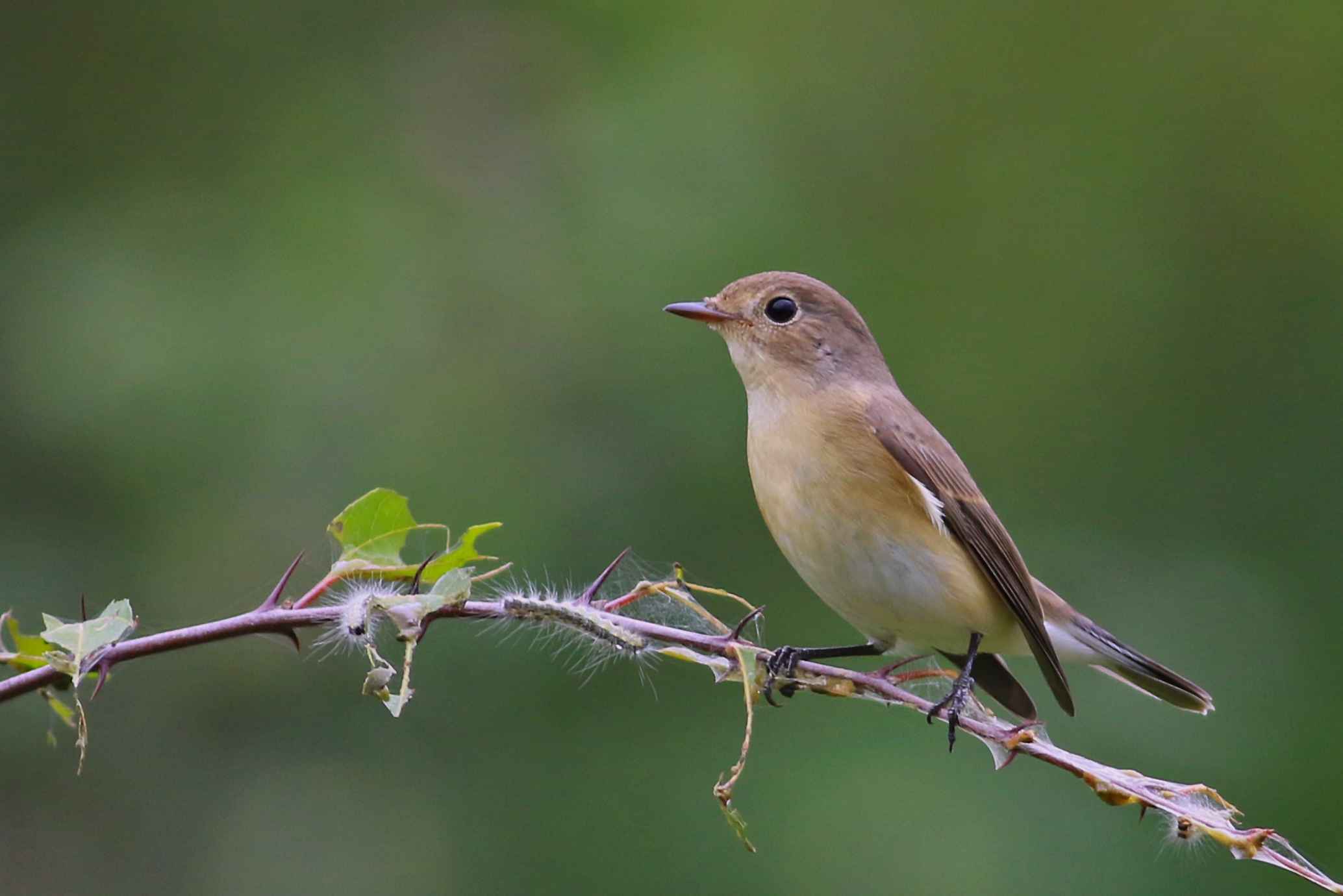 Red-breasted Flycatcher